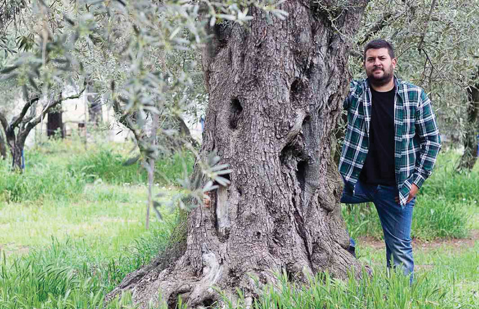 Ποιοτικό αγουρέλαιο από την ελιά γαλανή προ του Άθω περιοχής