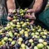 Παρέμβαση ΔΟΕΠΕΛ για ελαιοκομικό μητρώο και στάση πληρωμών ΟΕΦ