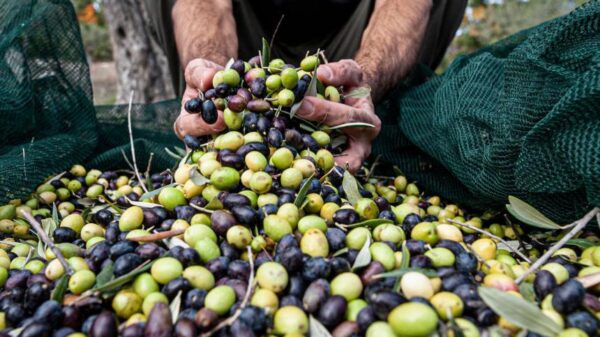 Παρέμβαση ΔΟΕΠΕΛ για ελαιοκομικό μητρώο και στάση πληρωμών ΟΕΦ