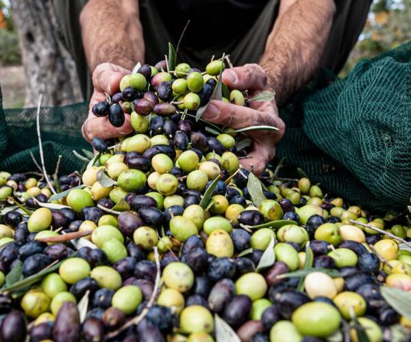Παρέμβαση ΔΟΕΠΕΛ για ελαιοκομικό μητρώο και στάση πληρωμών ΟΕΦ