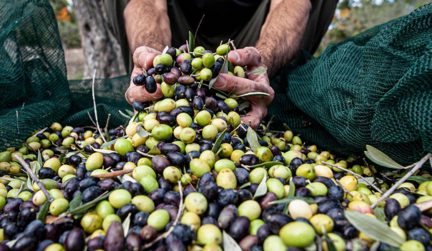 Παρέμβαση ΔΟΕΠΕΛ για ελαιοκομικό μητρώο και στάση πληρωμών ΟΕΦ
