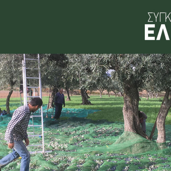 Εξοπλισμός συγκομιδής 200 κιλών ελαιοκάρπου ανά ώρα με επιδότηση επένδυσης