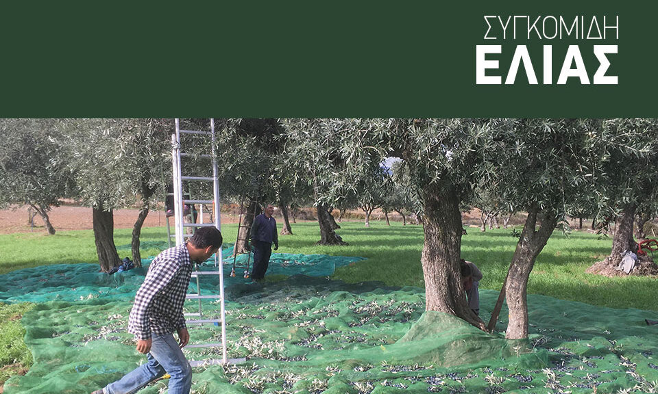 Εξοπλισμός συγκομιδής 200 κιλών ελαιοκάρπου ανά ώρα με επιδότηση επένδυσης