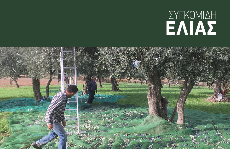 Εξοπλισμός συγκομιδής 200 κιλών ελαιοκάρπου ανά ώρα με επιδότηση επένδυσης