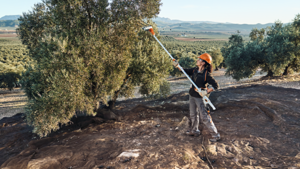 Τη λύση για κάθε ανάγκη συγκομιδής προσφέρουν τα Ελαιοραβδιστικά STIHL