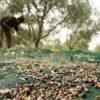 Ηλεκτρονικά μεταβολές παραγωγών στο Ελαιοκομικό Μητρώο, σε εφαρμογή νέα υπηρεσία Περιφέρειας Πελοποννήσου